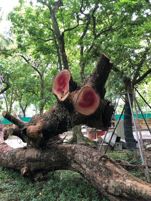 Hà Nội: Đấu giá trực tuyến 7 cây gỗ sưa được gần 235 tỷ đồng