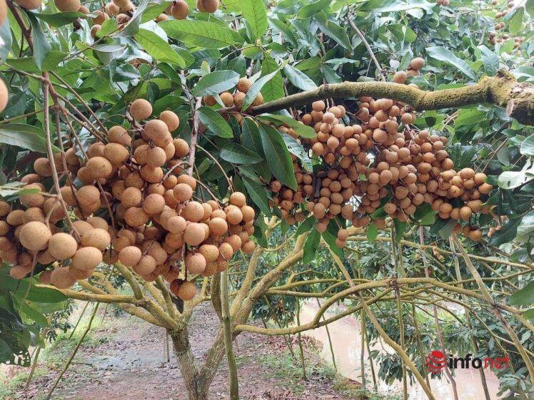 Nhãn lồng Hưng Yên bay sang Singapore giá 220 nghìn đồng/kg không đủ bán