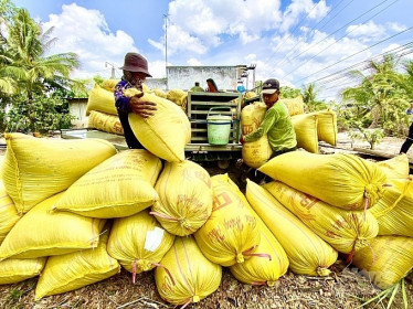 Giá lúa gạo hôm nay 12/8: Giá lúa đồng loạt tăng thêm 100 đồng