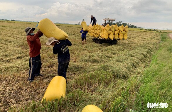 Hỏa tốc đề xuất Chính phủ yêu cầu ngân hàng cho doanh nghiệp vay vốn thu mua lúa gạo