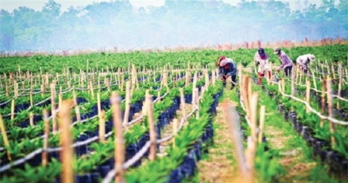HAGL Agrico lỗ 122 tỷ đồng trong nửa đầu năm