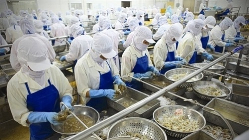 Giá cao hơn các đối thủ, tôm Việt Nam vẫn “bán chạy” nhất tại Australia