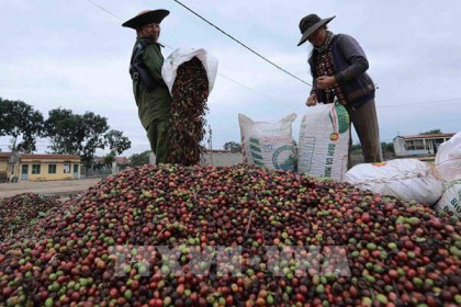 Giá cà phê cuối tuần sụt giảm do lo ngại dịch COVID-19 bùng phát