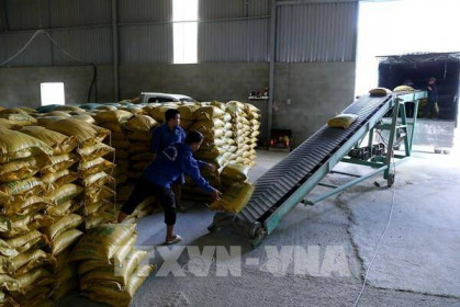 Giá lúa gạo ở Đồng bằng sông Cửu Long tăng nhẹ trở lại