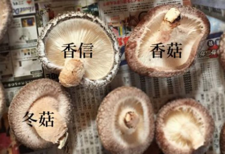 Nấm hương Nhật hơn 8 triệu đồng/kg, dân Hà Nội mua về xào rau