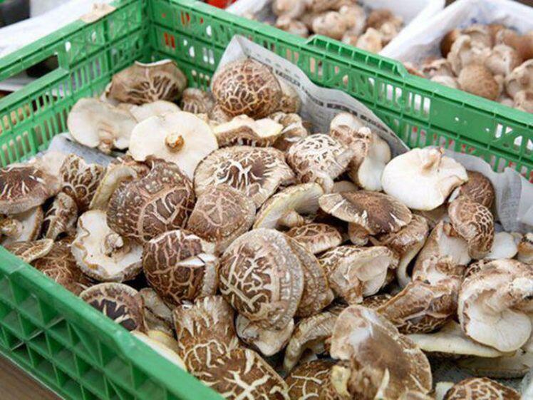 Nấm hương Nhật hơn 8 triệu đồng/kg, dân Hà Nội mua về xào rau