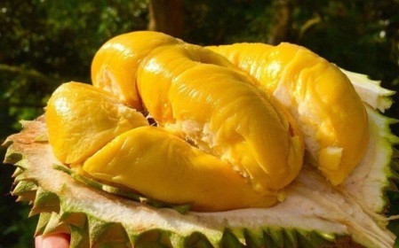 Một mùa ế và lỗ: Sầu riêng 10 nghìn, thanh long 4 nghìn, na 15 nghìn