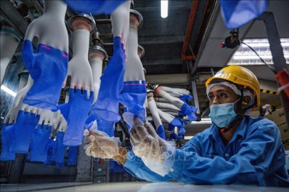 Xuất khẩu cao su của Malaysia tăng mạnh