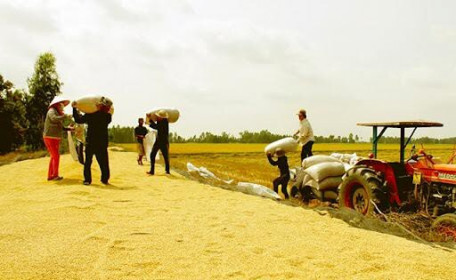 Giá lúa tăng trở lại; mời hơn 10.000 người Úc dùng thử gạo Việt Nam