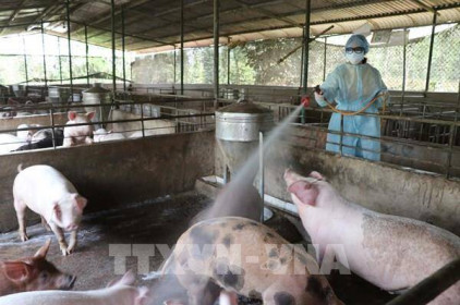 Giá lợn hơi hôm nay 17/8 tăng nhẹ tại miền Bắc và miền Nam