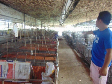 'Đại gia' nuôi lợn bị ngân hàng siết nợ