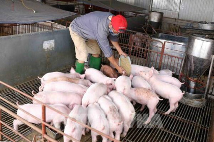 Giá lợn hơi hôm nay 18/8