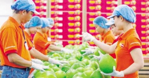 Một doanh nghiệp FDI Hà Lan phản ánh bị chính quyền địa phương yêu cầu dừng sản xuất không nêu rõ lý do