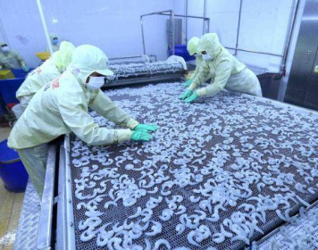 Thủy sản Minh Phú góp thêm 62 tỷ đồng vào công ty sản xuất tôm giống