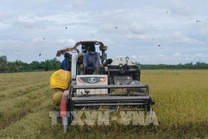 Từng bước ổn định tiêu thụ nông sản ở Đồng bằng sông Cửu Long
