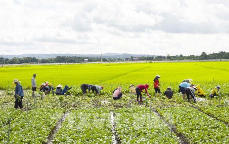 Từng bước ổn định tiêu thụ nông sản ở Đồng bằng sông Cửu Long