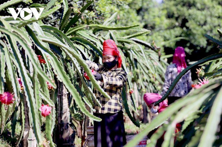 Sơn La xuất khẩu 10 tấn thanh long ruột đỏ sang thị trường Nga