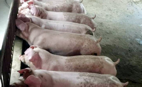 Giá lợn hơi ngày 21/8/2021: Miền Bắc “bật” tăng trở lại