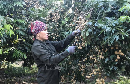 Dịch COVID-19: Na, nhãn chính vụ Hải Dương khó tiêu thụ