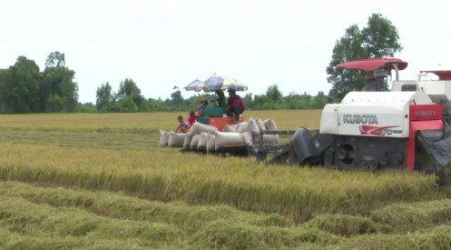 Giá lúa gạo hôm nay 23/8: Giá lúa ở mức thấp, giá gạo xu hướng tăng