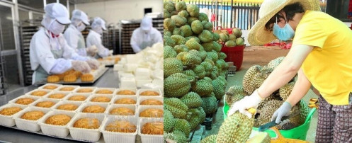 Nhiều doanh nghiệp tuyên bố không sản xuất bánh trung thu, đặc sản Tây Nguyên như bơ, sầu riêng tồn kho lớn