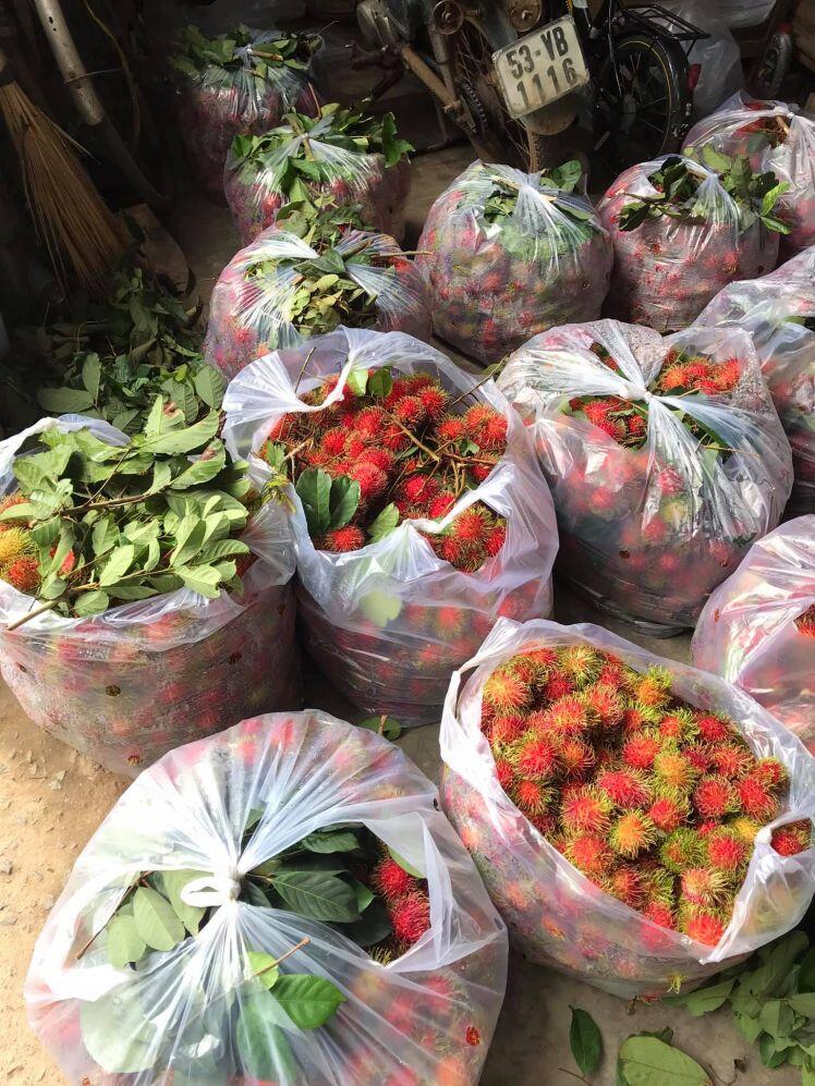 Chôm chôm chưa đến 5.000 đồng/kg, nhiều chủ vườn 'khóc ròng' vì Covid-19