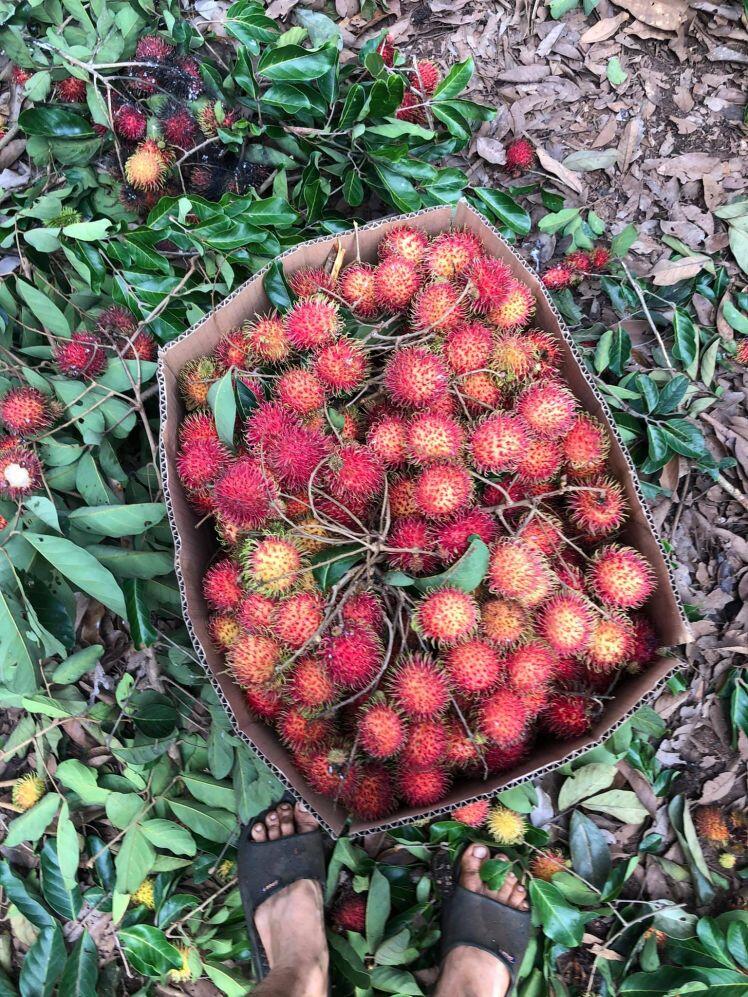 Chôm chôm chưa đến 5.000 đồng/kg, nhiều chủ vườn 'khóc ròng' vì Covid-19