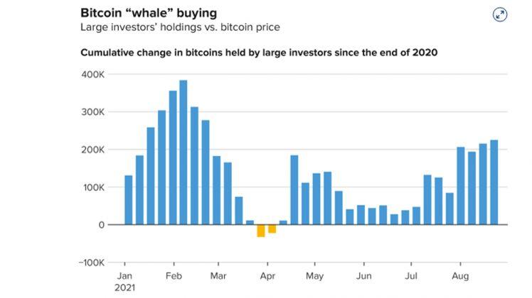 Tin mới Bitcoin: Hàng loạt "cá voi" đổ xô mua Bitcoin khi giá vọt lên 50.000 USD