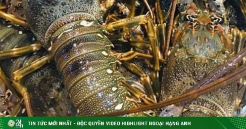 Giá tôm hùm giảm sốc tới hơn 1 triệu đồng/kg vẫn khó bán, người nuôi khóc ròng