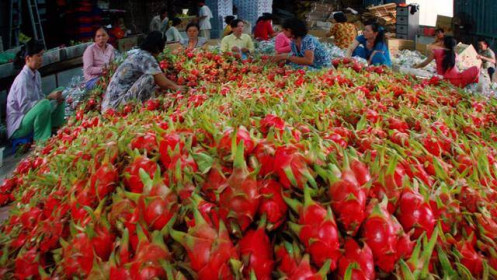 Xuất khẩu thanh long sang Ấn Độ: Thị trường dễ tính nhưng khó giữ