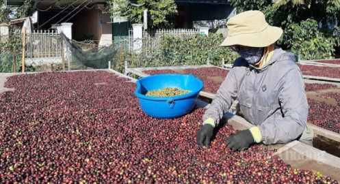 Cà phê Việt Nam xuất khẩu sang Đức sẽ tăng nhờ EVFTA?