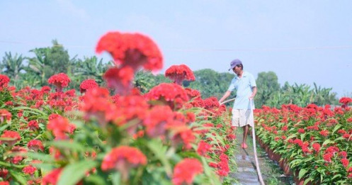 Giá hoa, cây cảnh ở TPHCM biến động mạnh trước Tết Nhâm Dần