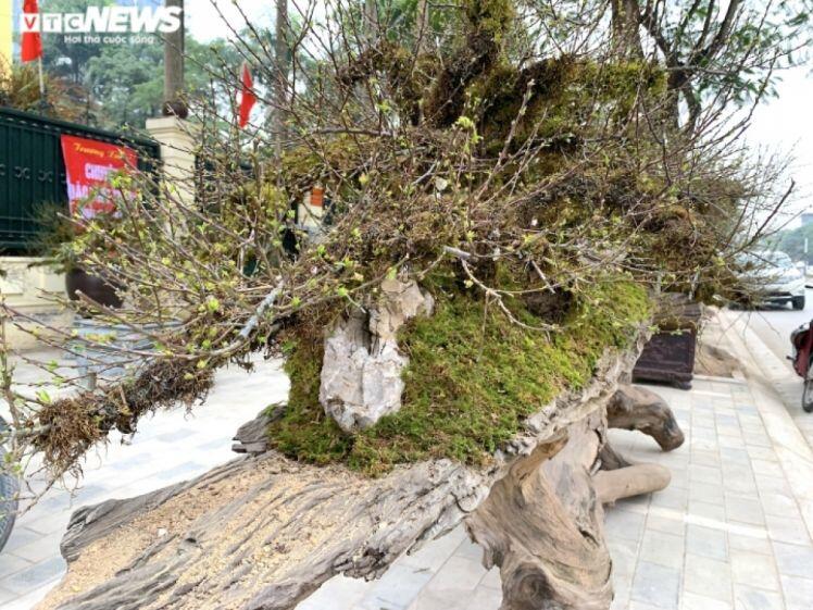 Nhất chi mai giá gần nửa tỷ đồng bán trên vỉa hè Hà Nội