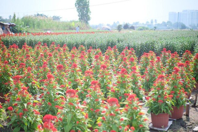 Giá hoa, cây cảnh ở TPHCM biến động mạnh trước Tết Nhâm Dần ảnh 2