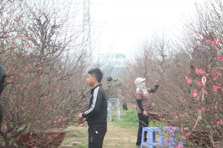 Kẻ khóc người cười vì đào Tết