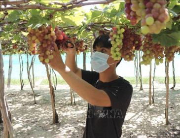 Nho Ninh Thuận vụ Tết được giá