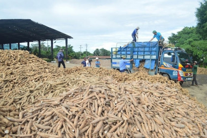 Trung Quốc tăng nhập khẩu sắn Việt Nam trong năm 2022