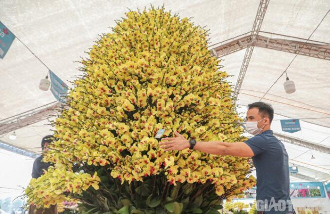 Chậu lan hồ điệp khổng lồ "gây sốt" với giá hơn 860 triệu ở Hà Nội