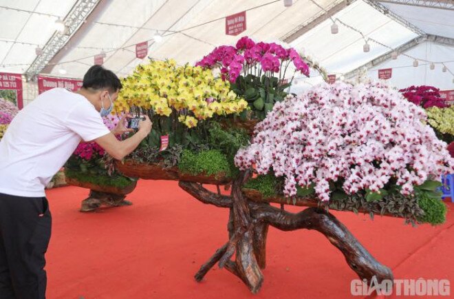 Chậu lan hồ điệp khổng lồ "gây sốt" với giá hơn 860 triệu ở Hà Nội