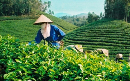 Chè Việt Nam chiếm ưu thế tại thị trường Đài Loan