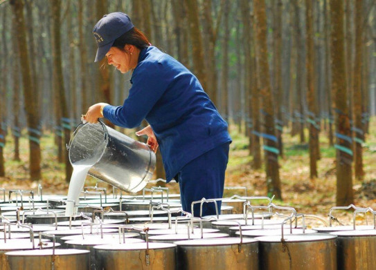 Doanh nghiệp cao su hưởng lợi kép