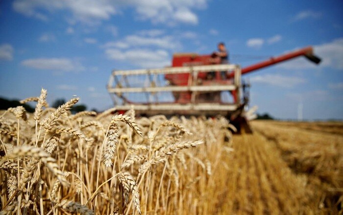 Thị trường nông sản tuần qua: Giá lúa nếp tăng mạnh, cà phê tiếp tục