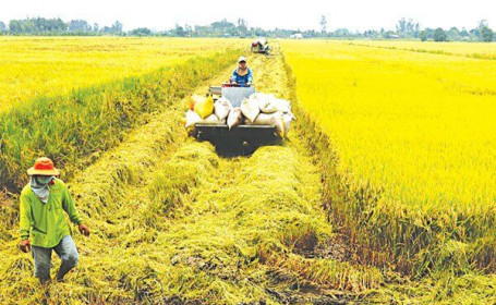 Thị trường nông sản tuần qua: Giá lúa nếp tăng mạnh, cà phê tiếp tục