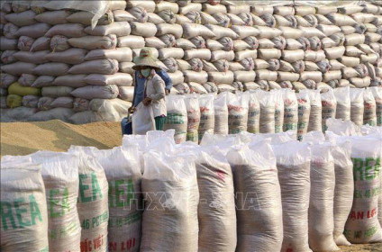Thị trường nông sản tuần qua: Giá lúa duy trì ổn định