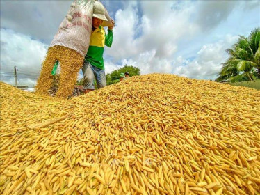 Thị trường nông sản tuần qua: Giá gạo tăng trở lại