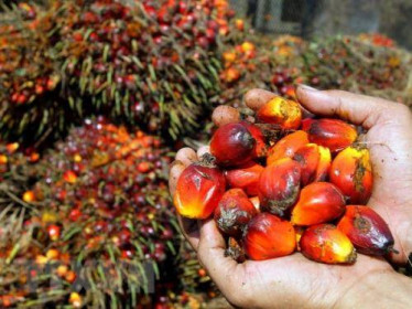 Từ 28/4, Indonesia sẽ cấm xuất khẩu dầu cọ thô và dầu ăn