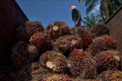 Indonesia miễn trừ dầu cọ thô khỏi lệnh cấm xuất khẩu