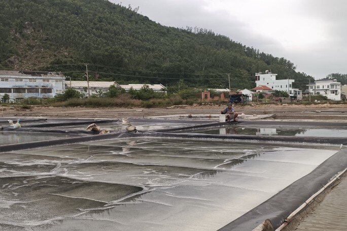 Nhà máy muối với bao kỳ vọng của diêm dân Sa Huỳnh bị xóa sổ