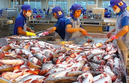 Kim ngạch xuất khẩu cá tra sang Trung Quốc, Mỹ tăng trưởng ba con số sau 4 tháng