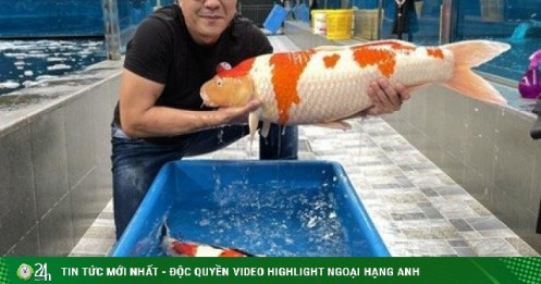 "Vua cá Koi” Thắng Ngô: Từng nợ như "chúa Chổm” trước khi sở hữu siêu thị cá hàng đầu thế giới